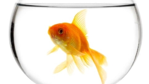 pesce rosso