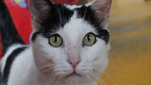 Il gatto Pilù è fra i più ricchi del mondo: eredita un milione e mezzo di euro, ma è una fake news