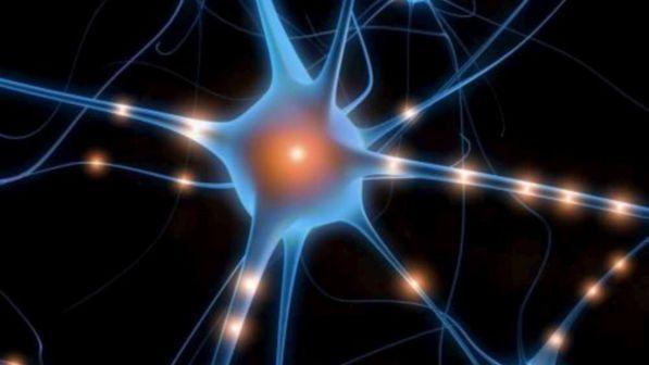 Il cervello si mantiene sempre "giovane": produce neuroni fino ai 90 anni