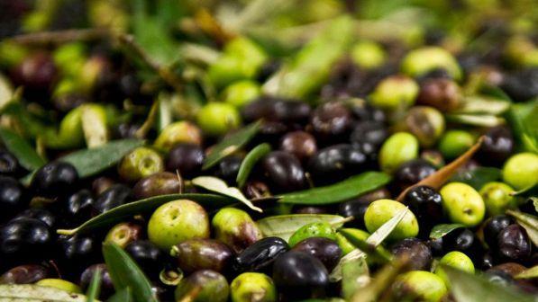 L'Ue deferisce gli Usa alla Wto per i dazi sulle olive spagnole