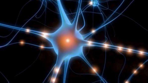 neurone neuroni cervello