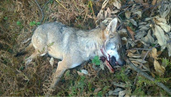 Trovato lupo morto nel Veronese, la Lav: "Ucciso da un bracconiere"