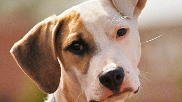 Reggio Emilia, marito e moglie si separano: battaglia legale per l'affidamento del cane