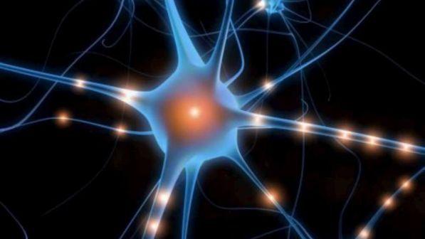 Rivoluzione nelle neuroscienze: cervello di maiale tenuto in vita per 36 ore fuori dal corpo