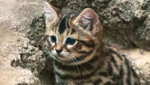 Tanti auguri a tutti i mici: il 17 febbraio è il giorno in cui si celebra la Festa del Gatto