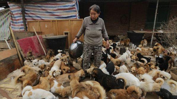 In Cina al via il festival della carne di cane: Animalisti italiani e Tiziano Ferro in prima linea per fermare il massacro