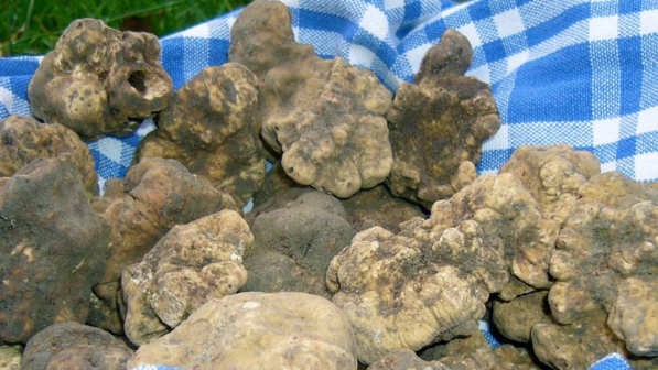 Sant’Agostino, per dieci giorni diventa “città del tartufo”