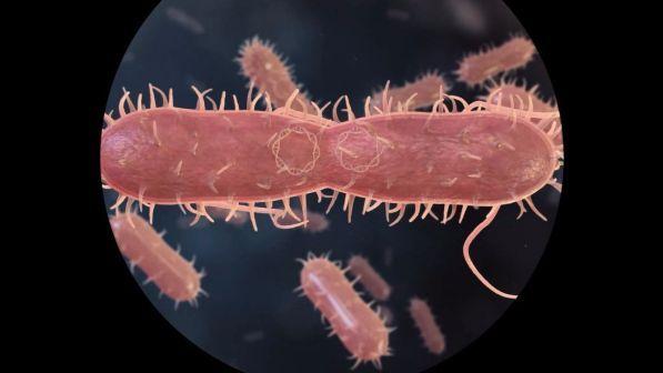 Isolato nell'intestino un batterio contro la sclerosi multipla: verso una nuova era di "farma-microbi"