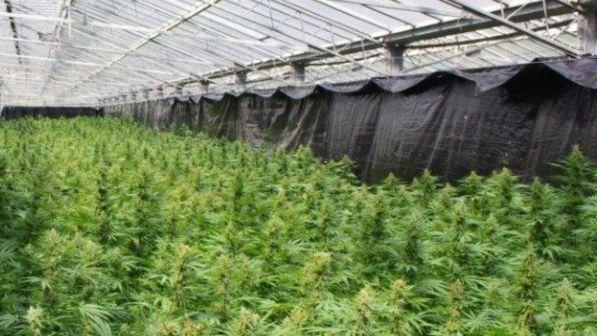 Droga, scoperta serra di marijuana a Ragusa: quattro arresti