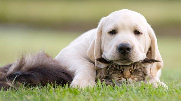 Genova, nasce la prima azienda in Italia che divide gli utili con gli animali