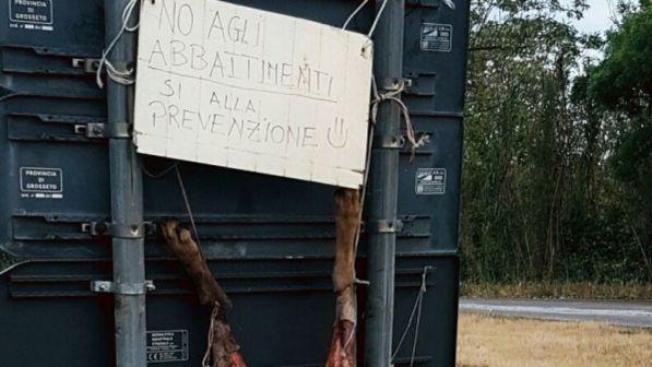 Lupo ucciso e "crocifisso" in Maremma, autore scoperto e denunciato