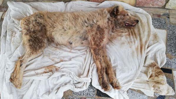 Partinico, cane randagio massacrato a badilate: anziano denunciato