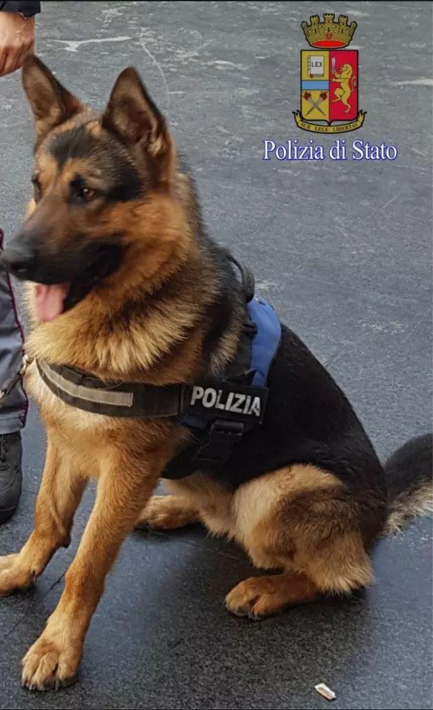 Da randagio a poliziotto, primo giorno di lavoro per Ares: il cane anti-terrorismo