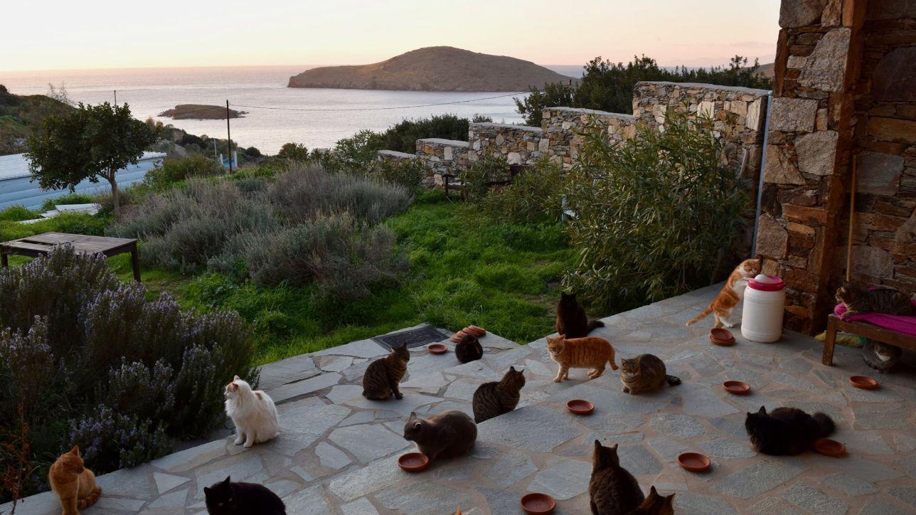 Grecia Cercasi Accarezzatore Di Gatti Si Offre Stipendio E