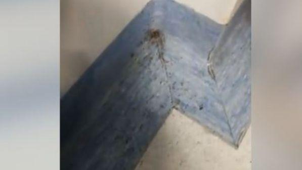 Napoli, formiche in ospedale: ispezione del ministero e dei Nas