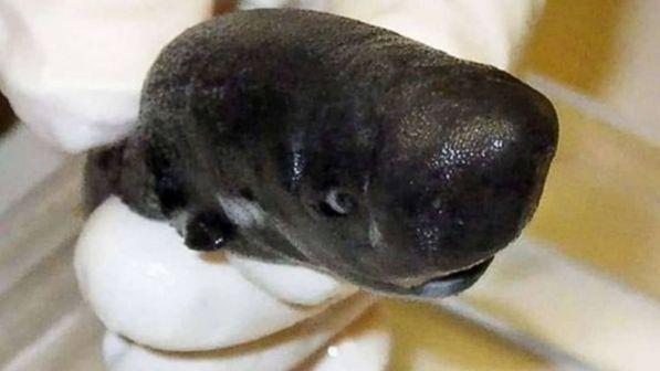 Scoperta una nuova specie di squalo: è piccolo, luminoso e può stare in una mano
