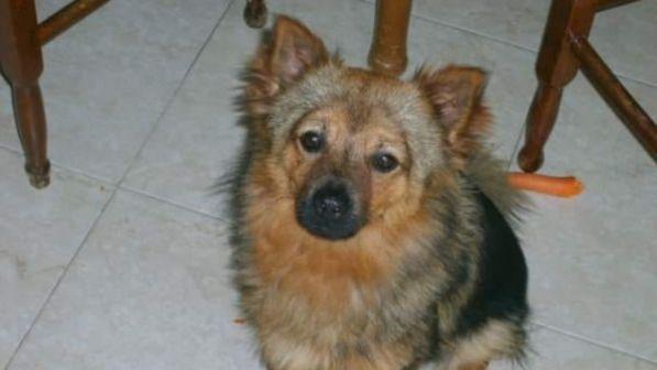 Bari, rubarono lʼauto con dentro il cane: ritrovato il volpino Chicco