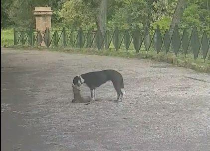 Roma, uccisa da un cane una delle due volpi di Villa Pamphilij