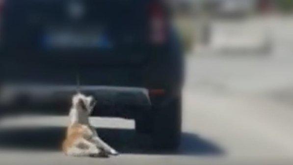 Cane trascinato da auto a Trani, i proprietari sotto shock: è stata una distrazione