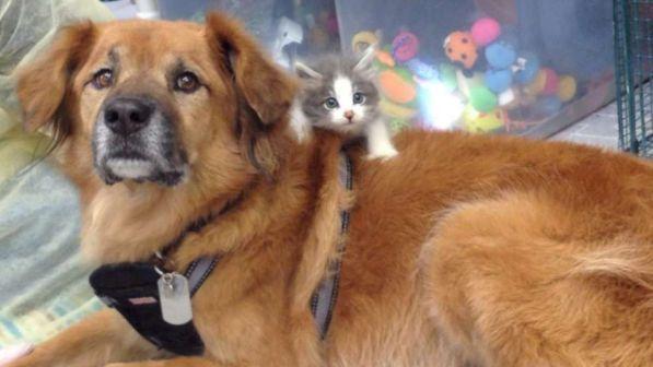 Animali domestici, il decalogo del perfetto proprietario