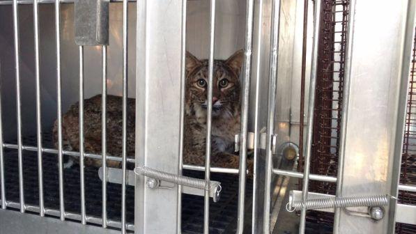Usa, gatto-lince finisce nel cofano di un'auto e viene trascinato per 80 km: salvo, presto tornerà libero