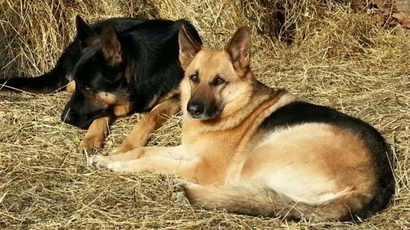 Nasce a Bracciano la prima casa di riposo per cani orfani