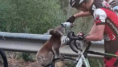 Australia assetata: Koala si avvicina a un ciclista e beve dalla sua borraccia