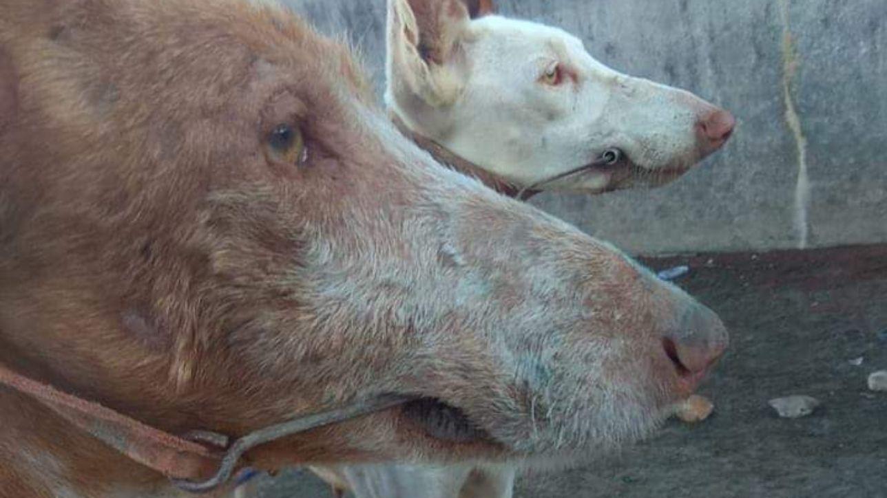 Sfruttati Per La Caccia Maltrattati E Poi Torturati E Uccisi I