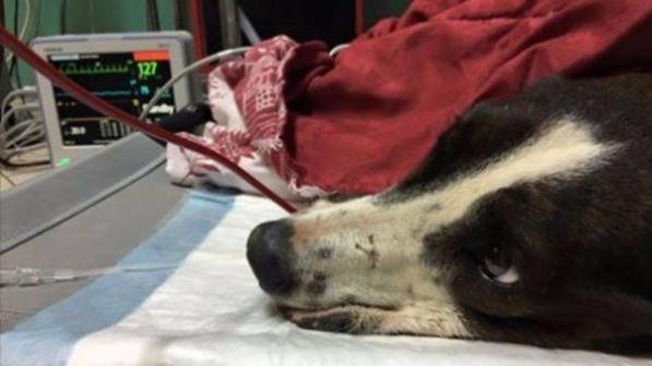 A Oristano speranze per Freccia, il cane trafitto da un arpione