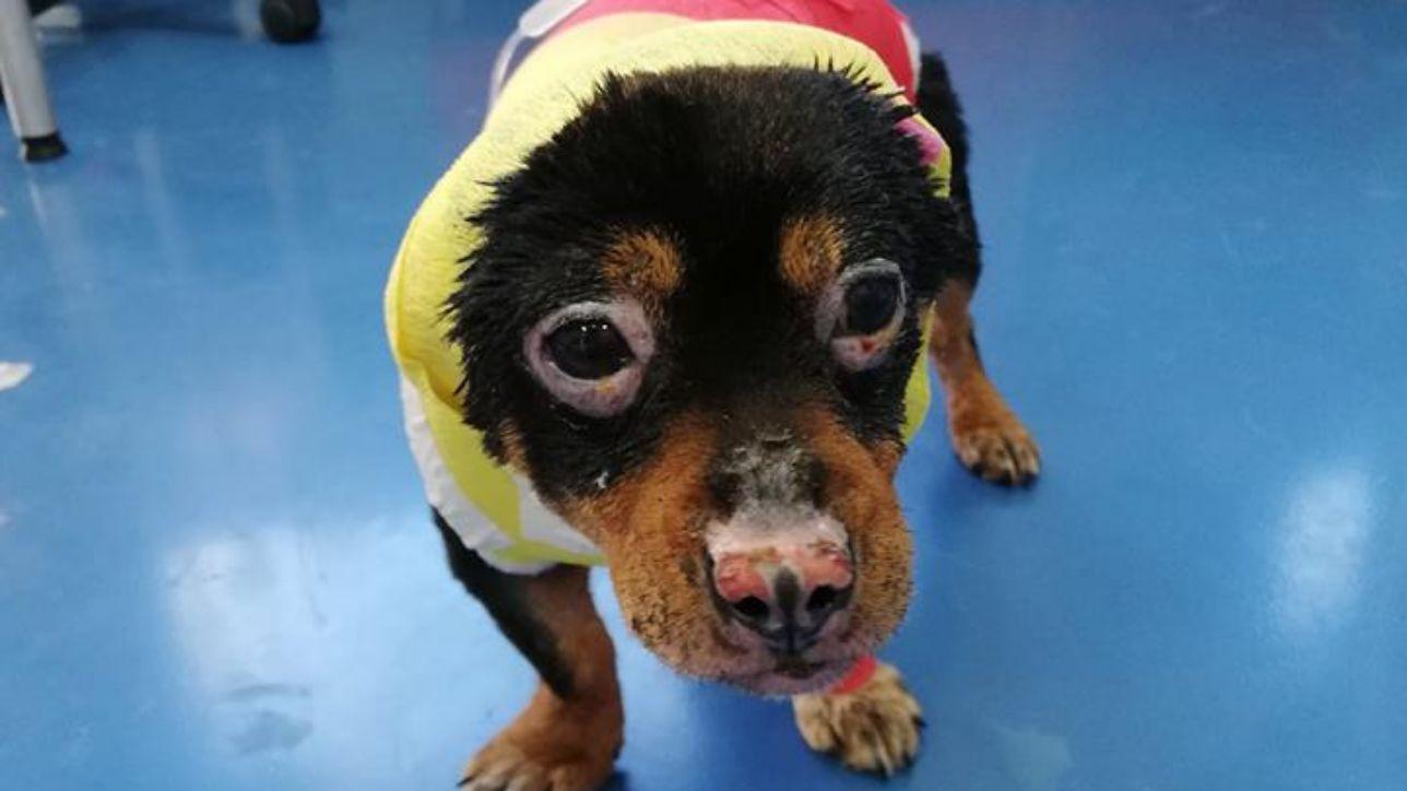 Da Tutta Italia La Gara Per Adottare Fuego Il Cane Di Sassari