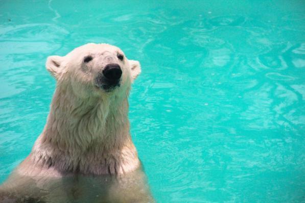 È morto l'orso polare Yupik: ha passato 25 anni al caldo di uno zoo messicano