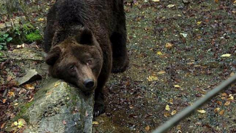 Arezzo, campagna social per salvare l'orso comunista: "Io sto con Bruno"