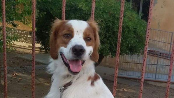 Torino, scosse elettriche al cane ogni volta che abbaiava: denunciato il proprietario