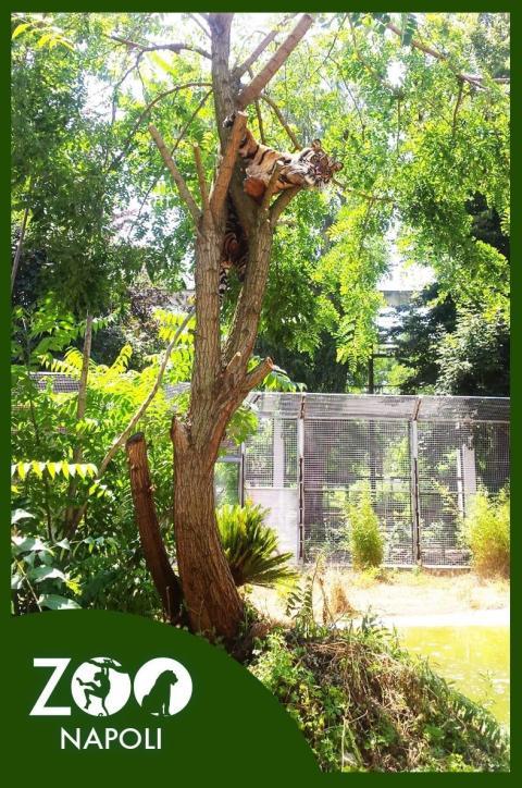 Bulan e Mentari, le nuove stelle dello zoo di Napoli
