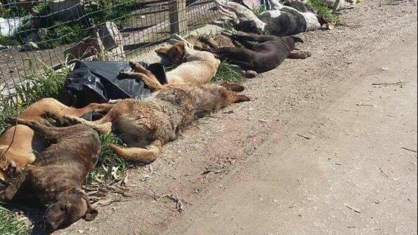 Cani avvelenati nell'Agrigentino, Micciché: ora istituire commissione