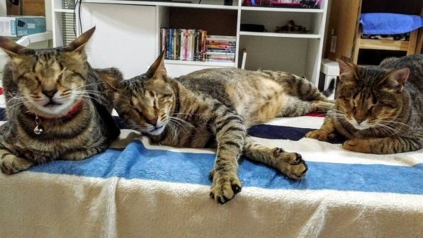 Il gatto Blue e le sue sorelle hanno trovato una famiglia: finito il calvario dei tre gattini ciechi