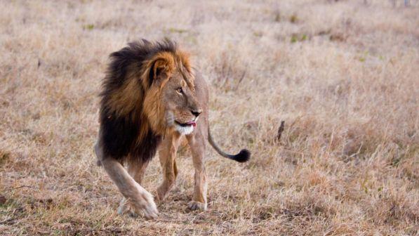Africa, come il leone Cecil anche il figlio Xanda ucciso dai cacciatori di trofei