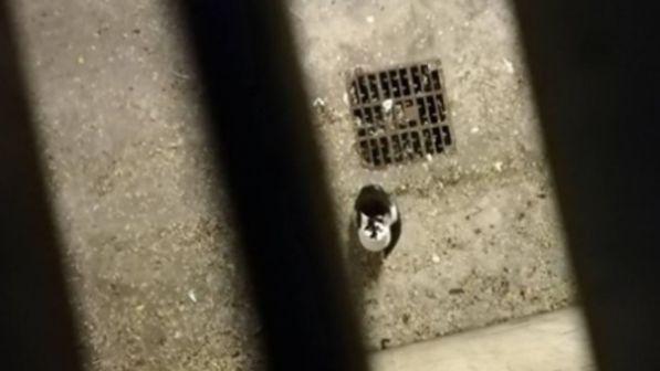 Torino, liberato il gattino intrappolato nelle cantine di un palazzo sequestrato