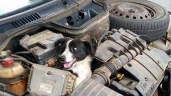 Brasile, guasto all'auto: apre il cofano e scopre un cane nel motore