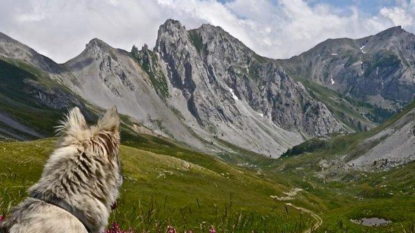 Trentino, donna muore dopo la caduta in un dirupo: il cane la veglia per ore