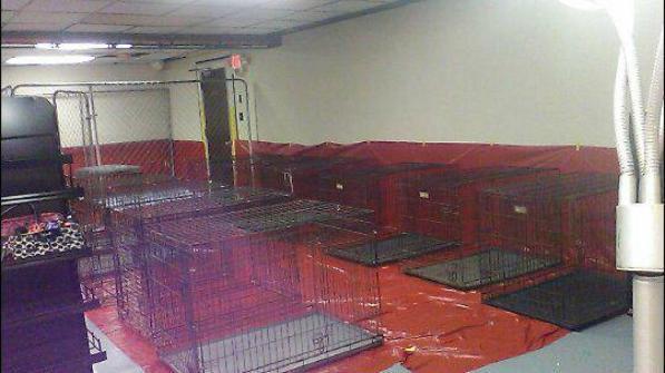 Ha salvato 27 cani e gatti dall'uragano Florence, arrestata per pratica veterinaria abusiva