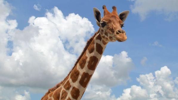 "Lily e Jioni uccise da un fulmine": zoo safari in Florida annuncia la morte di due giraffe-mascotte