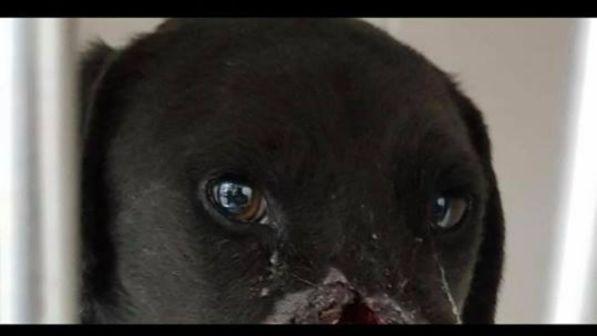 Cane mutilato da un petardo nel naso: il web si mobilita per salvare Peppino