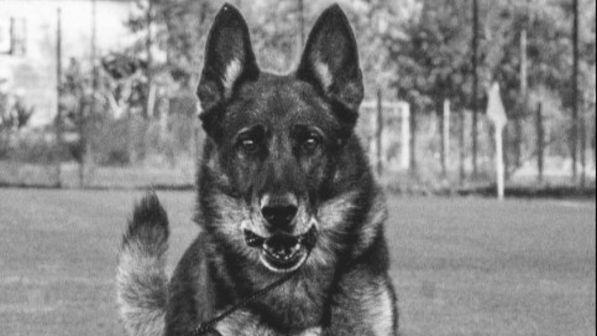 E' morto Falco, il cane eroe che salvò tre bambini sotto le macerie di Rigopiano