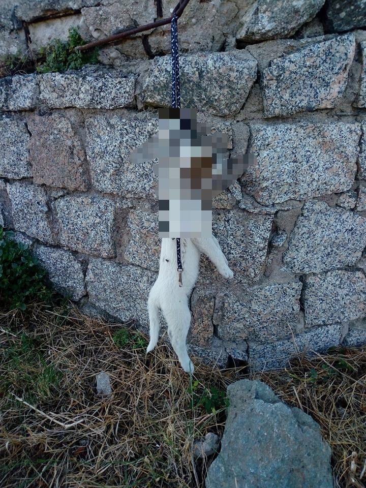 Nuoro Cucciolo Di Cane Trovato Impiccato Con Il Guinzaglio La