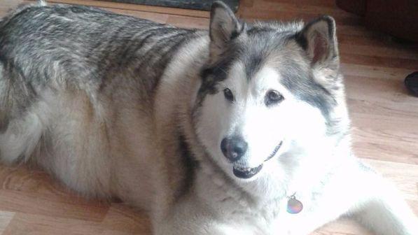 Manchester, cane alla sbarra per aver aggredito ciclista ma il giudice lo scagiona: "E' troppo grasso"