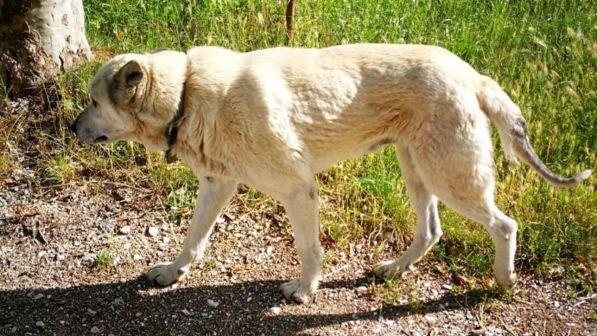 Norcia, il cane terremotato è finito in canile: "Solo il presidente del Consiglio può far tornare libero Nocciolino"