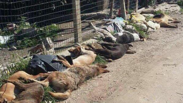 Strage di cani a Sciacca: due sospettati nel mirino della Procura
