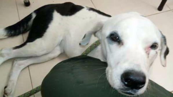 Colombia, cane abbandonato per un mese all'aeroporto muore di crepacuore in attesa del suo padrone