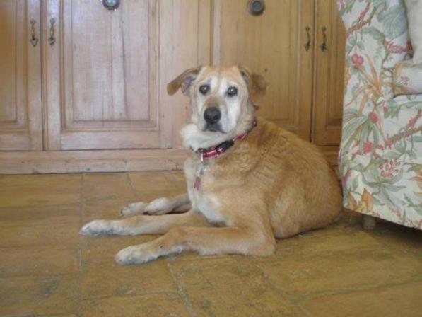 Addio a Stella, la cagnetta più anziana d'Italia: aveva 24 anni